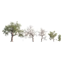 Pinus Monophylla